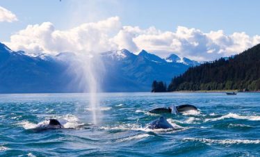 Alaska Cruises