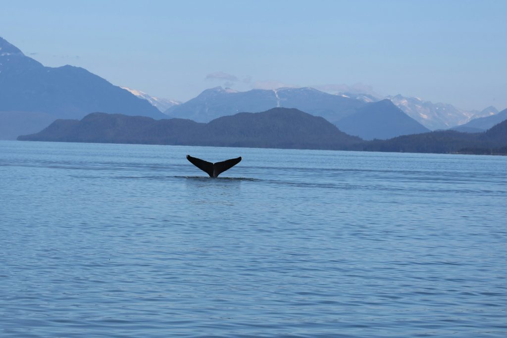 Humpback whale raising its tail fluke above calm water with misty mountains behind, Southeast Alaska